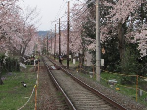 嵐電 桜のトンネル